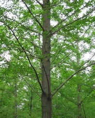 2012河北林木種苗交易會 推動農副產品銷售與產業升級