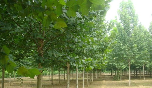 價格優惠 湘潭13公分法桐產地