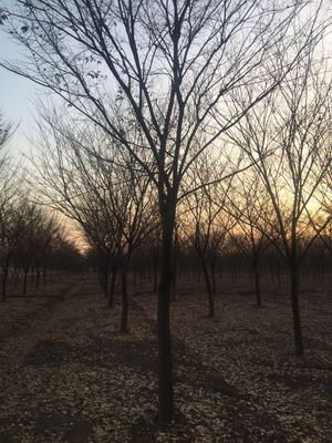 精選優質苗木供應，打造綠色生態之美