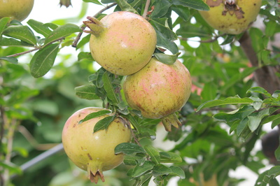 安徽賽宇 以匠心深耕樹木種植，用善心鑄就企業發展