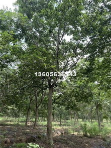 銷售綠化苗木,灌木,喬木,種子,種苗,常綠灌木,色塊苗,常青喬木 沭陽縣教育綠化苗木園藝場商鋪聯系我們