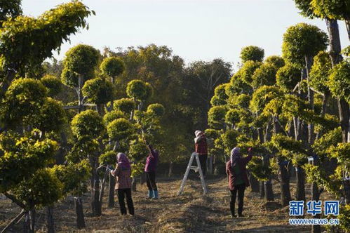 苗木種植 綠色銀行助農增收新路徑