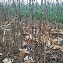 絳縣澤森苗木種植專業合作社 打造綠色精品，引領農副產品銷售新篇章